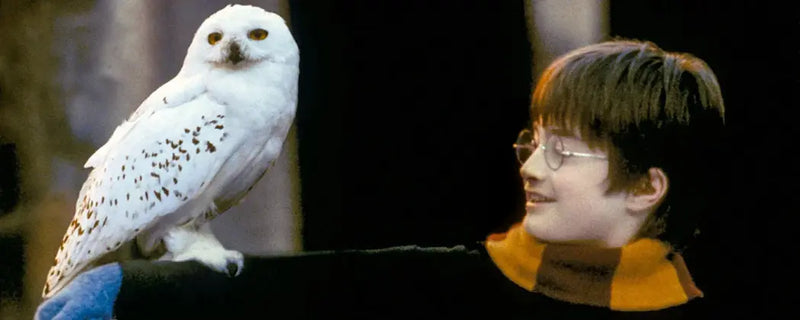 Read Here All About the Origins of Harry Potter